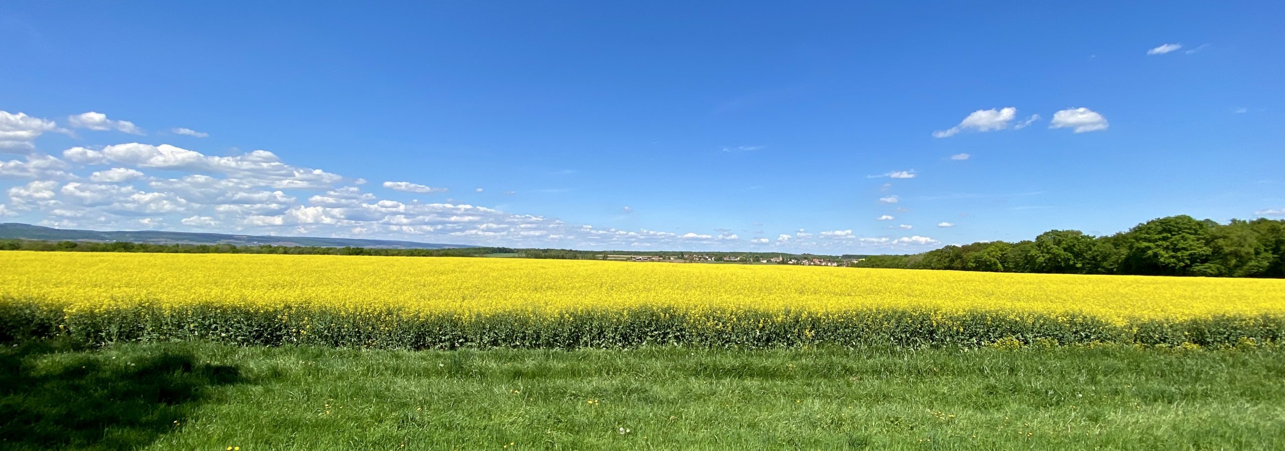 Champ de colza en fleurs avec le village de Villebichot en arrière-plan.